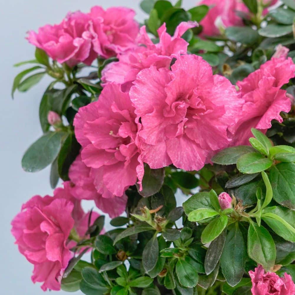 【soor ploom】Harem ROSEBUD 2y soor ploom】Harem ROSEBUD 2y soor ploom】Harem ROSEBUD 2y Soor