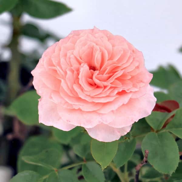 BLOOMABLES Bare Root Rose Scentables Sunbelt Savannah Hybrid Tea