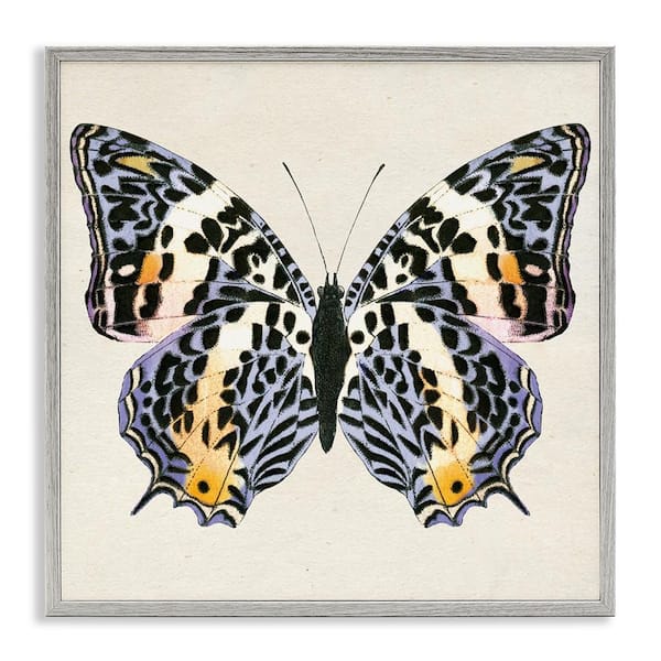 Stupell Industries Speckled Butterfly Sketch by Susan Arnot Gray Framed Animal Giclee Art Print 12 in. x 12 in.