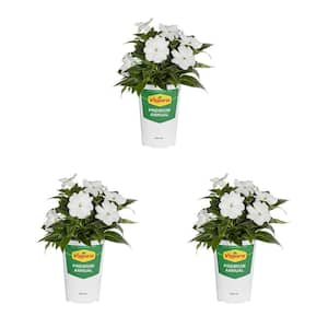 2 Qt. New Guinea Impatiens Magnum White Annual Plant (3-Pack)