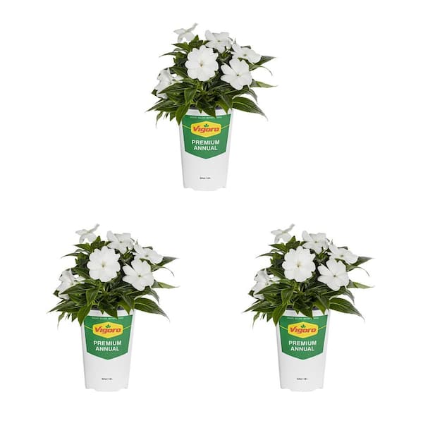 Vigoro 2 Qt. New Guinea Impatiens Magnum White Annual Plant (3-Pack)