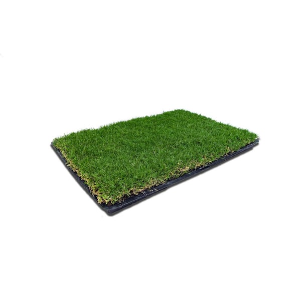 Fresh Patch Large - Real Grass Pee and Potty Training Pad for Dogs Between 15 and 30 Pounds - Indoor and Outdoor Use - 24 Inches x 24 Inches