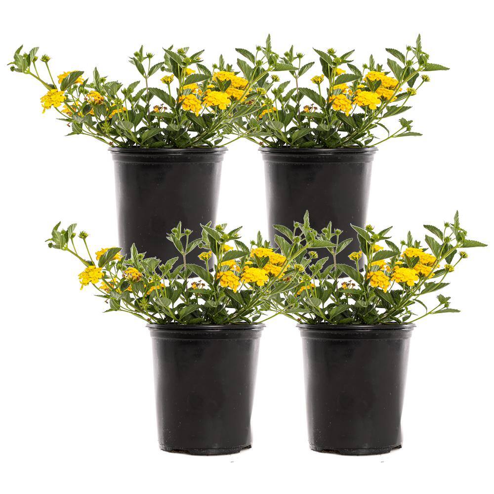 2.5-Qt. #1 New Gold Lantana Plant (4-Pack)