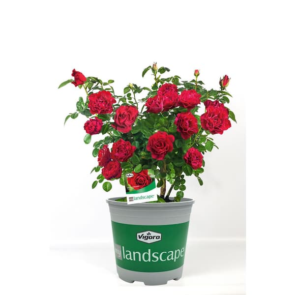 Vigoro 2 Gal. Dancing in the Dark Rose with Red Flowers