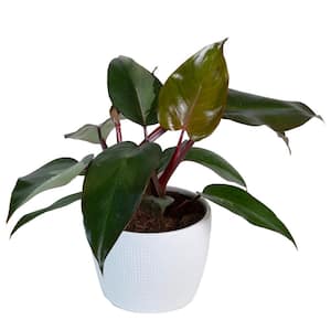 Philodendron Pink Princess Indoor Plant in 6 in. White Planter, Avg. Shipping Height 1-2 ft. Tall