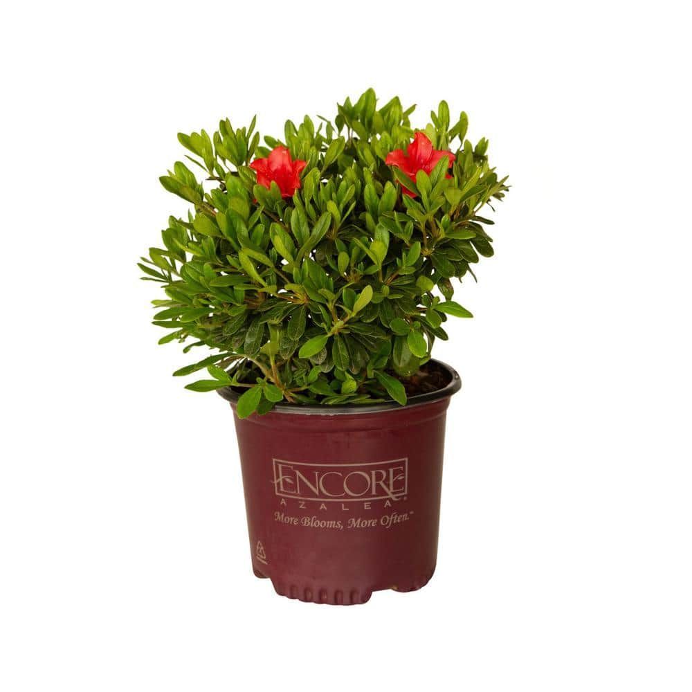 ENCORE AZALEA 1 Gal. Autumn Sunset Shrub with Orange-Red Reblooming ...