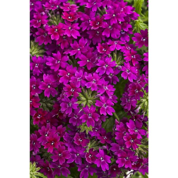 PROVEN WINNERS 4.25 in. Eco+Grande Superbena Royale Plum Wine (Verbena) Live Plant, Magenta Flowers (4-Pack)