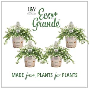 4.25 in. Eco+Grande, Snowstorm Giant Snowflake Bacopa (Sutera) Live Plant, White Flowers (4-Pack)