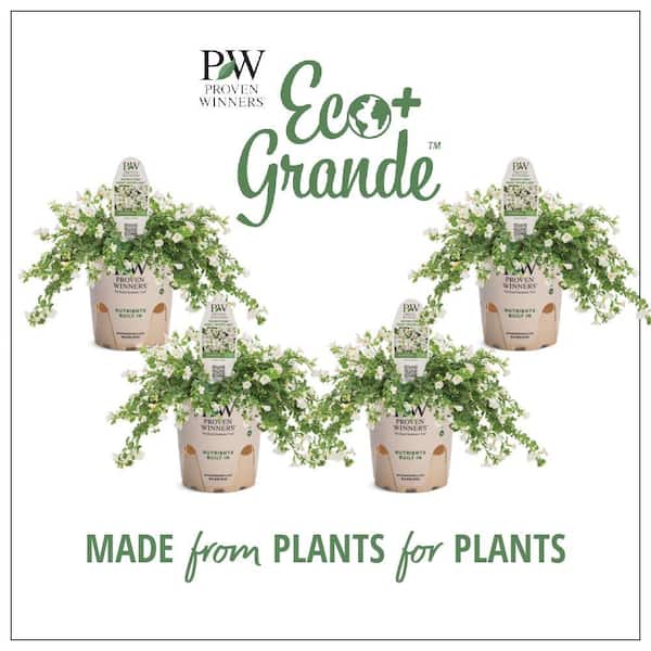 PROVEN WINNERS 4.25 in. Eco+Grande, Snowstorm Giant Snowflake Bacopa (Sutera) Live Plant, White Flowers (4-Pack)