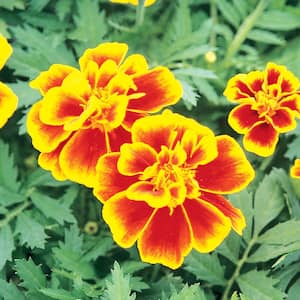 4.5 in. Marigold with Yellow and Orange Bi-Color Flowers in Decorative Planter