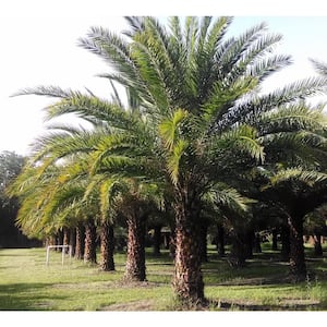 Sylvester Palm - Live Plant in a 3 Gal. Growers Pot - Phoenix Sylvestris - Rare Palm Tree from Florida - Beautiful Palms