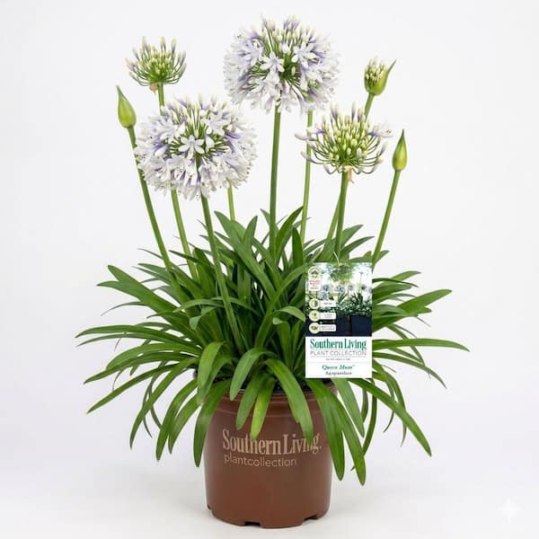 large porcelain plant pots 9