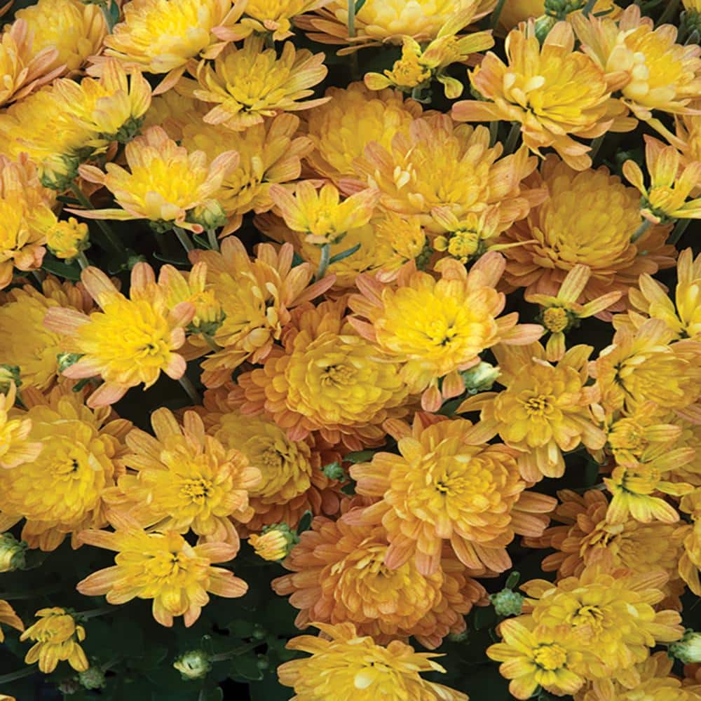 11 in. Jacqueline Yellow Chrysanthemum Plant 607241 The Home Depot