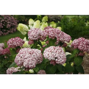 4.5 in. qt. Incrediball Blush Smooth Hydrangea (Arborescens), Live Shrub, Light Pink Flowers