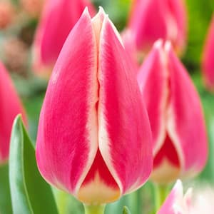 12/Plus cm, Candy Apple Delight Darwin Hybrid Tulip Flower Bulbs (Bag of 50)