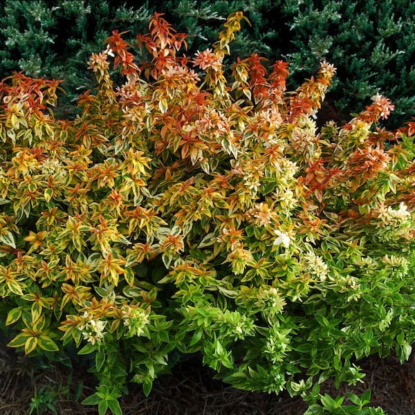 3 SQ Kaleidoscope Abelia Plant with Chameleon-Like Foliage that Blooms White Flowers