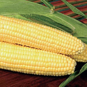 0.50 lb. Sweet Corn Bodacious R/M Hybrid (Seed Packet)