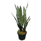 Sansevieria Snake Plant (Black Coral) in 6 in. Growers Pot
