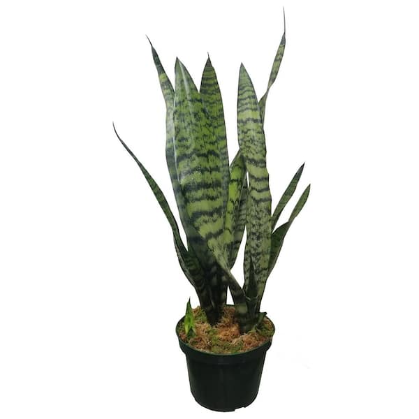 Unbranded Sansevieria Snake Plant (Black Coral) in 6 in. Growers Pot
