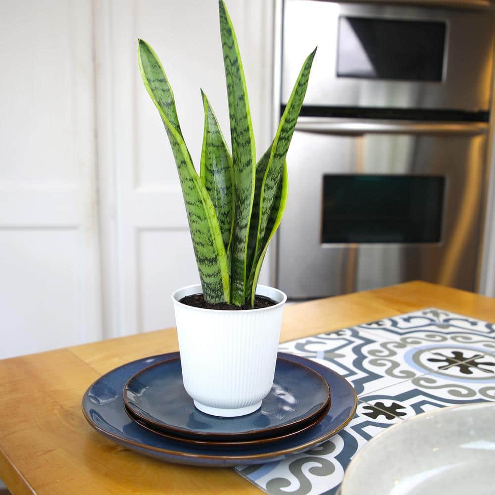 Large Green Snake Plant in White Planter