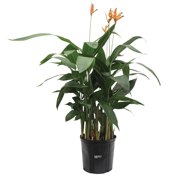 NATURE'S WAY FARMS Heliconia Choconiana Live Outdoor Plant in Growers Pot Avg Shipping Height 2 ft. to 3 ft. Tall