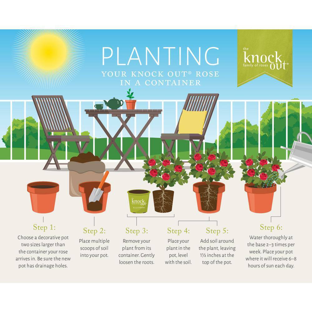 Coral Knock Out Rose Shrub in 1-Gallon Container