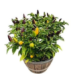 8 in. Yellow and Purple Ornamental Peppers (Capsicum annuum) Plant in Whiskey Barrel