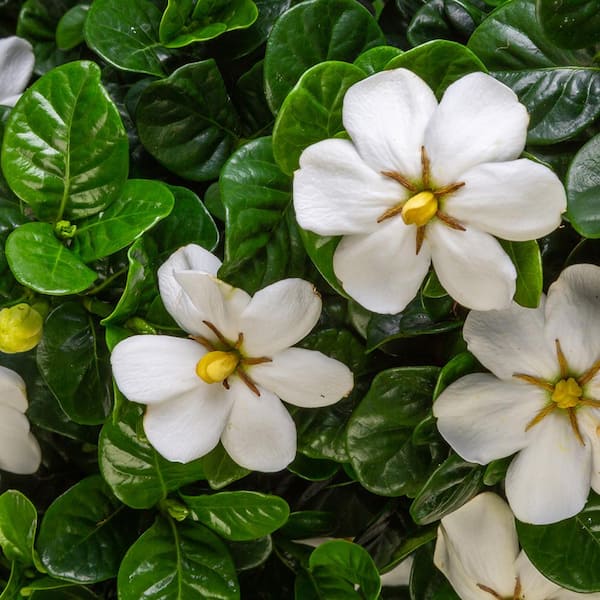 2.5 qt. Diamond Spire Gardenia Live Evergreen Shrub with White Fragrant Blooms