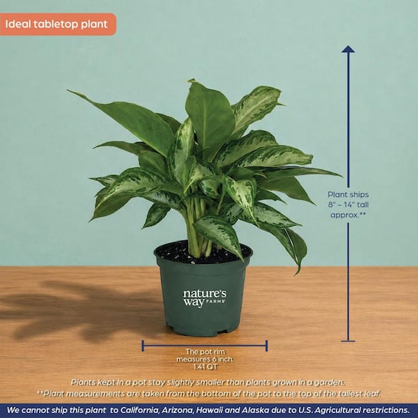NATURE'S WAY FARMS 6 in. Crystal Bay Aglaonema Indoor Tropical