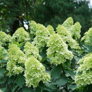 2 Gal. Limelight Prime Hydrangea Shrub with Green to Pink Flowers