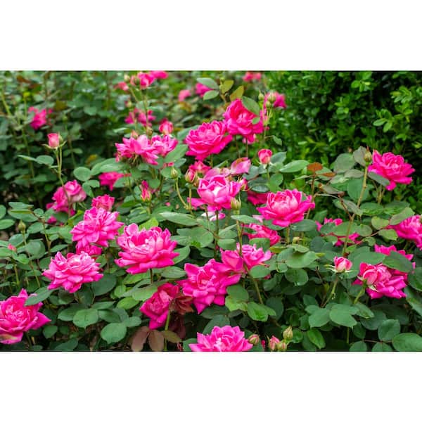 1 Gal. Pink Double Knock Out Rose Bush with Pink Flowers (2-Pack)