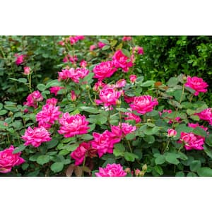 1 Gal. Pink Double Knock Out Rose Bush with Pink Flowers (2-Pack)