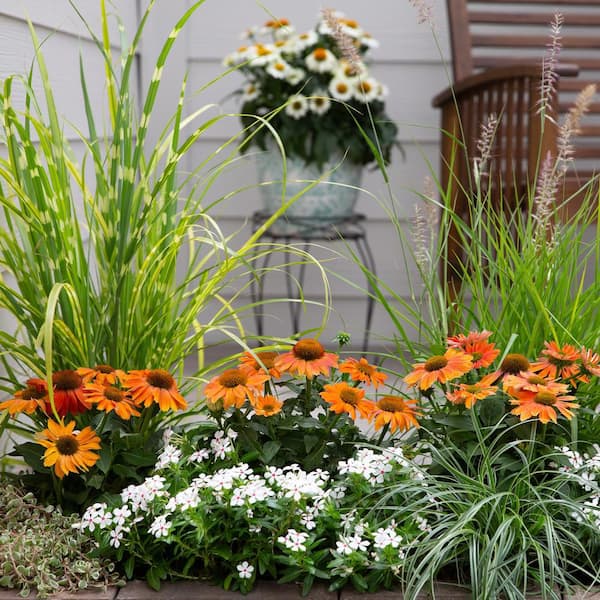 2 Qt. Artisan Ombre Red Cone Flower Echinacea Perennial Plant (3-Pack)