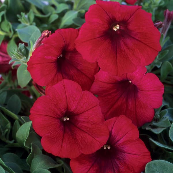SUPERCAL 2.5 Qt. Bordeaux Premium SuperCal Petunia Outdoor Annual Plant with Red Flowers in Grower's Pot