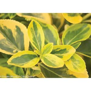 4.5 in. Qt. Gold Splash Wintercreeper (Euonymus) Live Evergreen Shrub, Green and Yellow Foliage