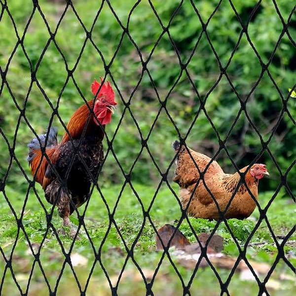 DQS Bird Netting - 50’x50’ Poultry Netting with 2.4” Square Mesh Net for Chicken Coop, Bird Netting for Garden Protection, Heavy Duty Nylon Garden