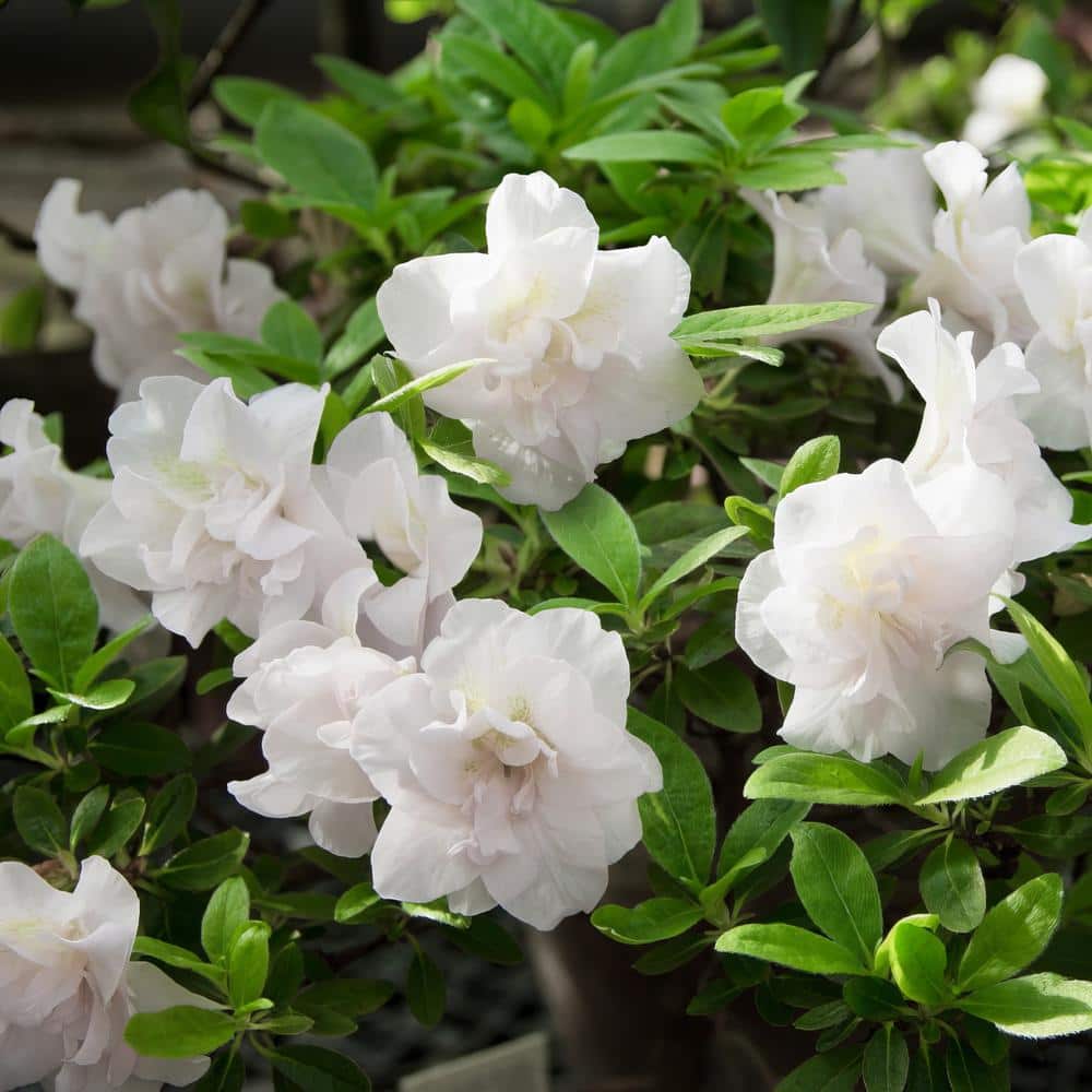 national PLANT NETWORK 2.25 Gal. Azalea Hardy Gardenia Flowering