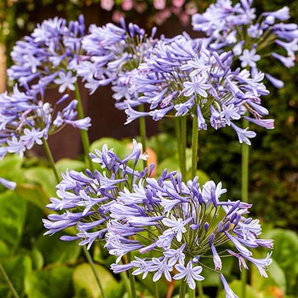 Blue Flowering Lily-of-the-Nile Agapanthus Dormant Bulbs (2-Pack)