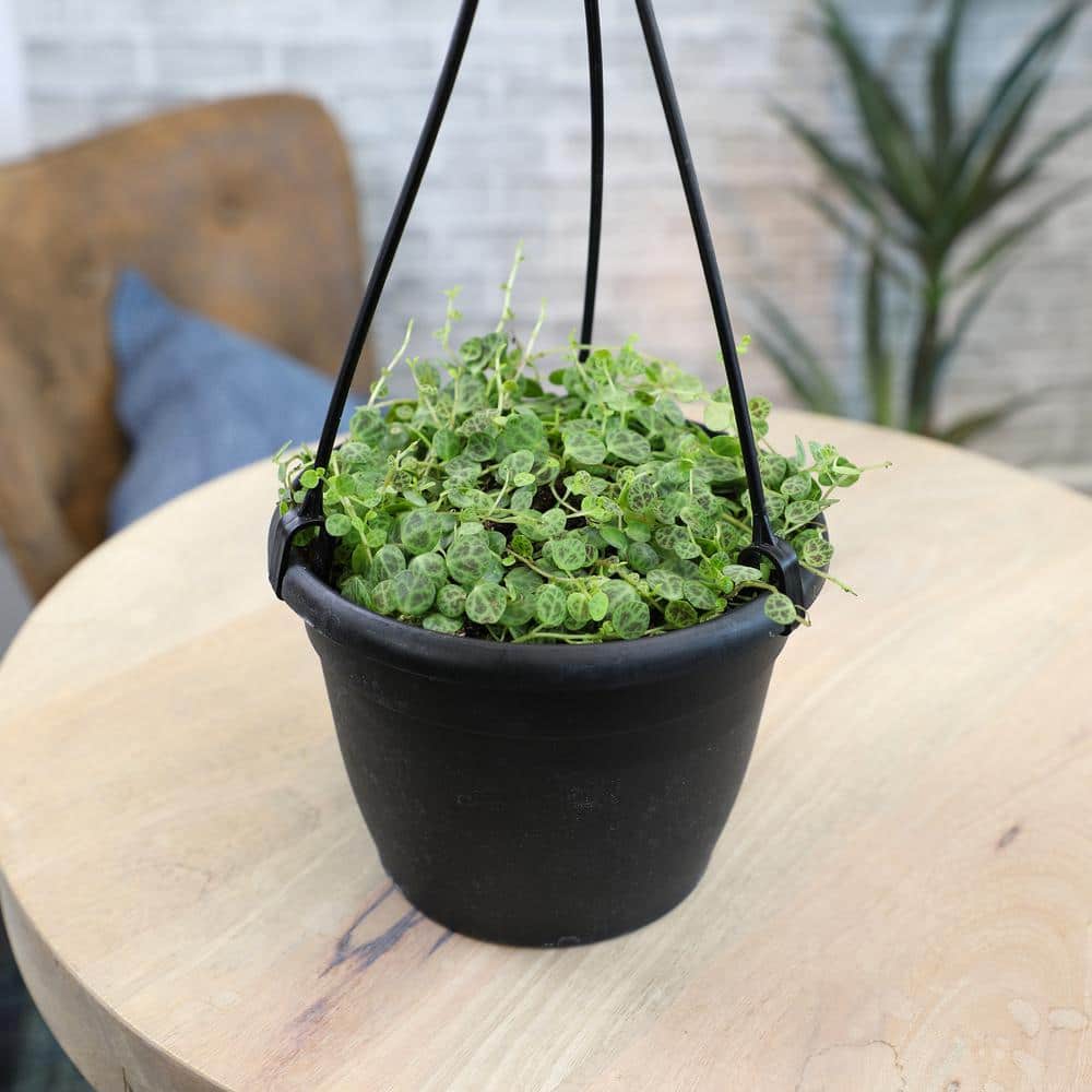 Peperomia Prostrata Green Trailing Succulent in Black Hanging Pot