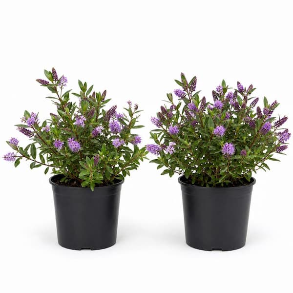 1 gal. Patty’s Purple Hebe Plant – Purple-Flowering Evergreen Shrub (2-Pack)
