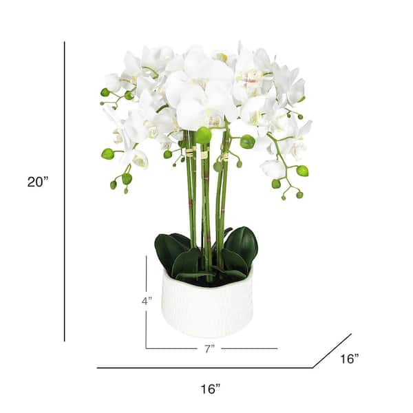 Luxury Phalenopsis Orchids in Glass Square Pot with Champagne