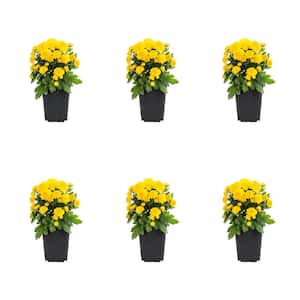 1 Pt. Mum Yellow Chrysanthemum Perennial Plant (6-Pack)