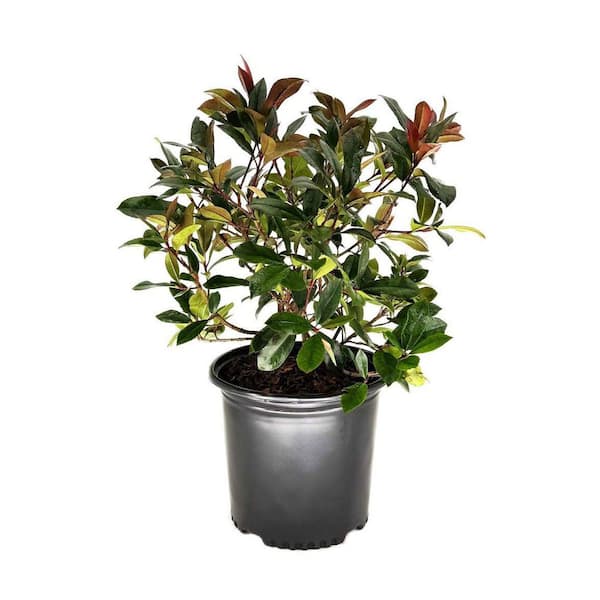 Unbranded 2.25 Gal. Red Tip Photinia (Photinia x fraserii) Live Shrub with  Bright Red Foliage and Fragrant White Flowers 1 Each O582403