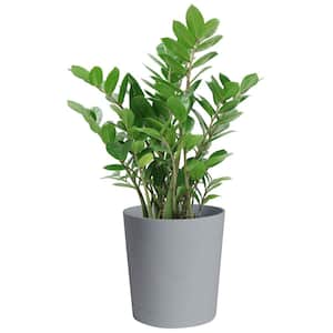 Zamioculcas Zamiifolia ZZ Indoor Plant in 10 in. Gray Planter, Avg. Shipping Height 1-2 ft. Tall