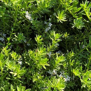 #1 Container Creeping Myoporum Ground Cover Plant (4-Pack)