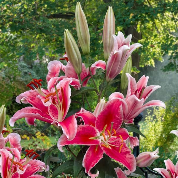 national PLANT NETWORK Lily Stargazer Mixed Bulbs (5-Pack) HD3430