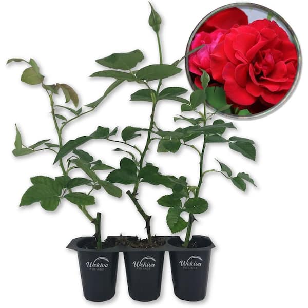Wekiva Foliage Don Juan Rose Bush 3-Live Starter Plants in 2 in. Pots-Beautifully Fragrant Heirloom Rose from Florida