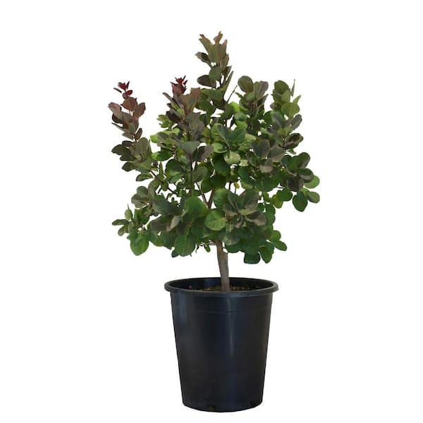 Alder & Oak #5 Container Purple Smoke Bush 'Cotinus Purpureus' Deciduous Shrub (Single)