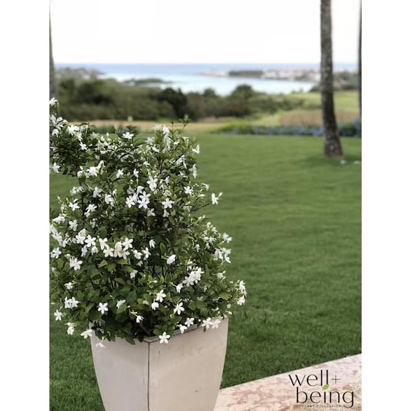 NATURE'S WAY FARMS Jasmine Asian Snow Live Outdoor Plant in