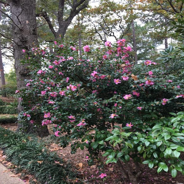 camellia　 autspi1.jpg?v=1545186287&width